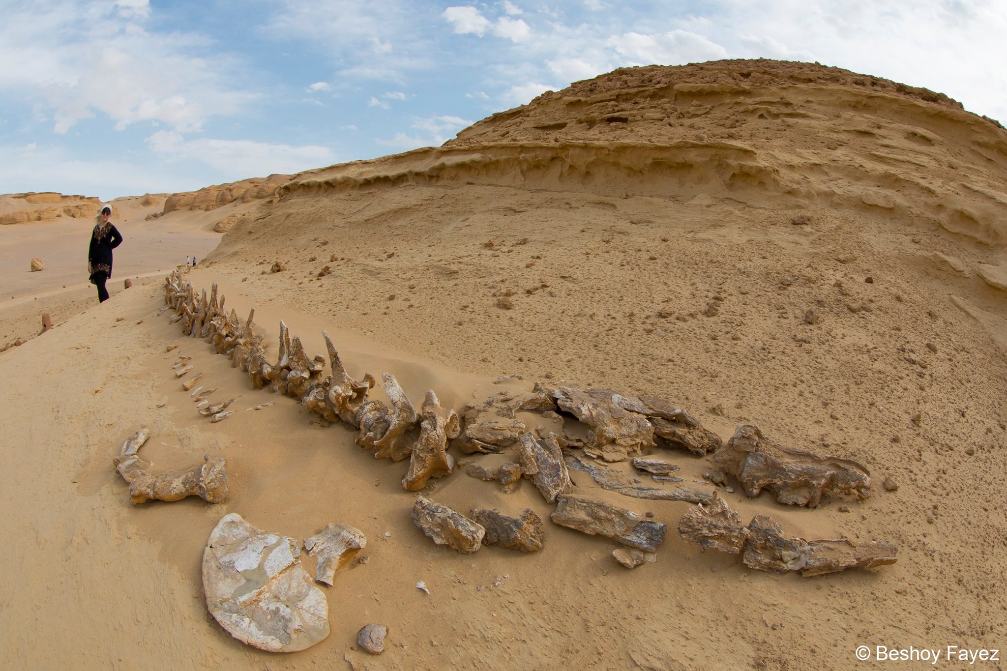 In photos: Fossil of giant catfish discovered in Egypt's Wadi El-Hitan